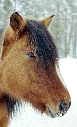 Western Pony